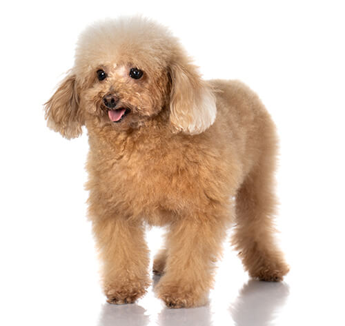 Toy 2025 poodle temperament